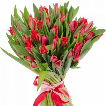 Красные тюльпаны 25 шт Артикул  7830